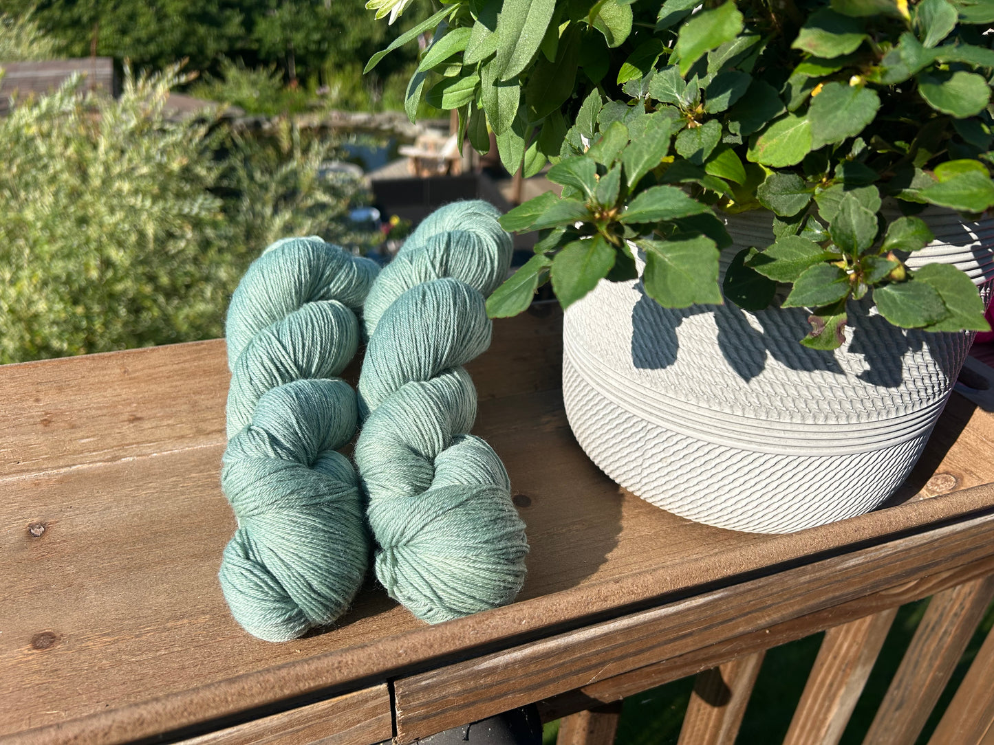 Eucalyptus